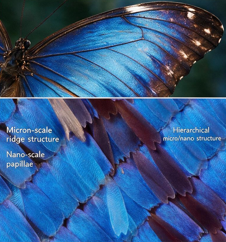 Morpho butterfly wing structure